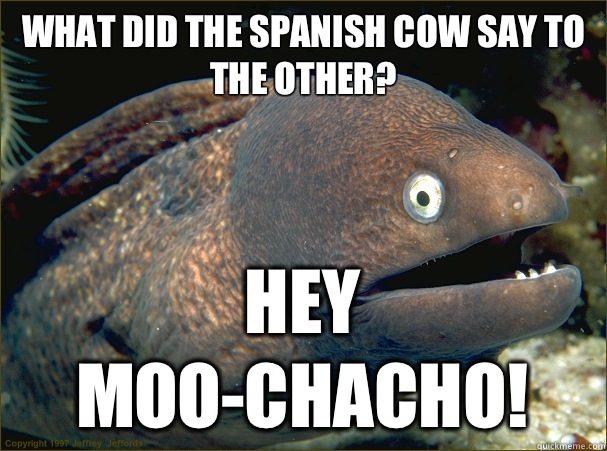 What did the Spanish cow say to the other? Hey Moo-chacho!  Bad Joke Eel