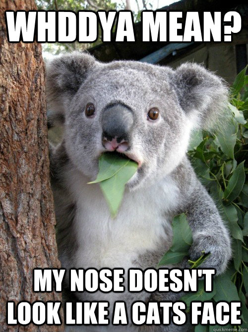 Whddya mean? my nose doesn't look like a cats face  koala bear