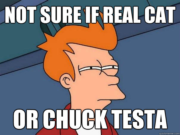 Not sure if real cat Or Chuck Testa  Futurama Fry