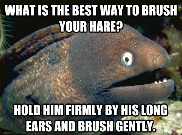 What is the best way to brush your hare? hold him firmly by his long ears and brush gently.  Bad Joke Eel