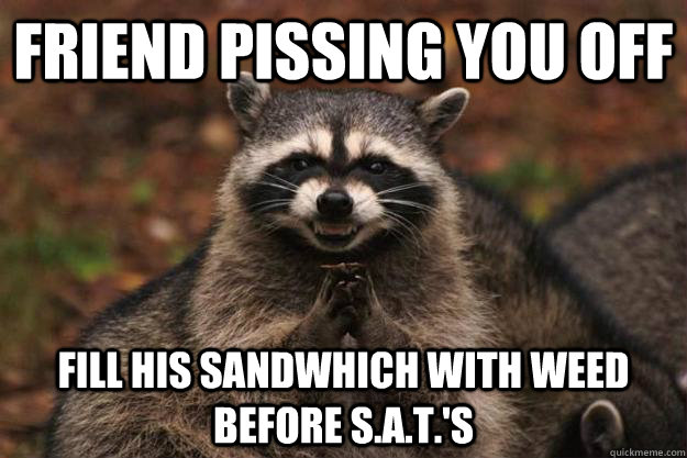 friend pissing you off fill his sandwhich with weed before S.A.T.'s - friend pissing you off fill his sandwhich with weed before S.A.T.'s  Evil Plotting Raccoon