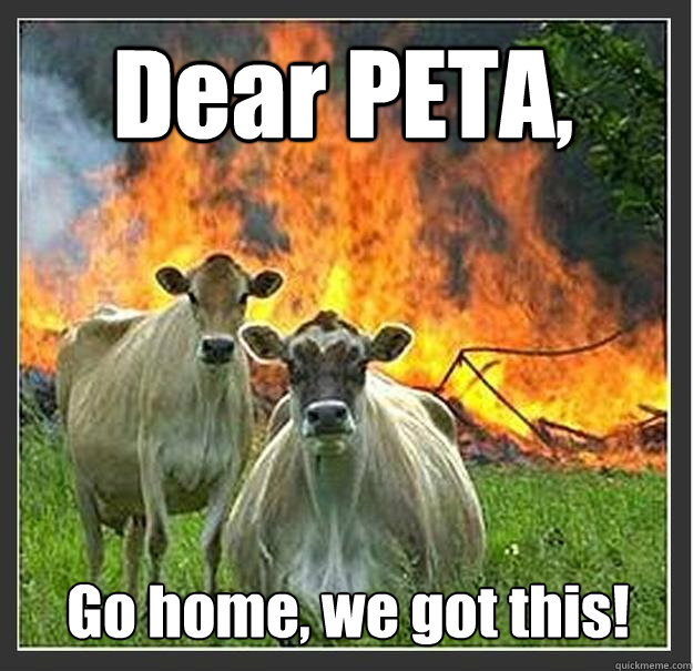 Dear PETA, Go home, we got this!  Evil cows