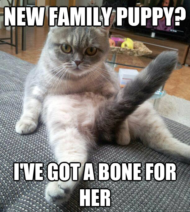 New family puppy? I've got a bone for her  Crude Boner Cat