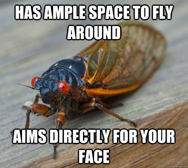 Has ample space to fly around Aims directly for your face  Scumbag Cicada