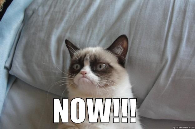  NOW!!! Grumpy Cat