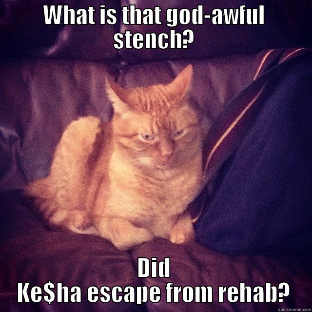 Agitated Cat + Ke$ha - WHAT IS THAT GOD-AWFUL STENCH? DID KE$HA ESCAPE FROM REHAB? Misc