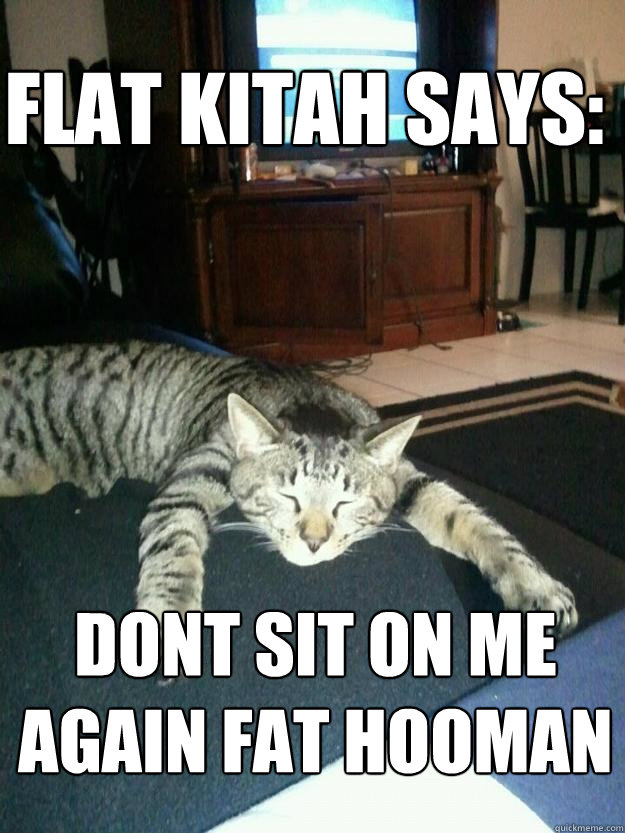 Flat kitah says: Dont sit on me again fat hooman  Cat in the air