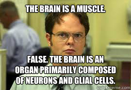 The brain is a muscle. FALSE. The brain is an
organ primarily composed
of neurons and glial cells.  Dwight False