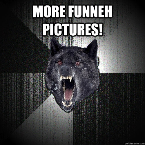 MORE FUNNEH PICTURES!   - MORE FUNNEH PICTURES!    Insanity Wolf