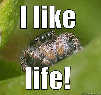 I LIKE LIFE! Misunderstood Spider