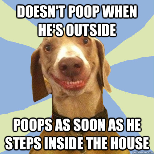 Doesn't poop when he's outside Poops as soon as he steps inside the house  Disgusting Doggy