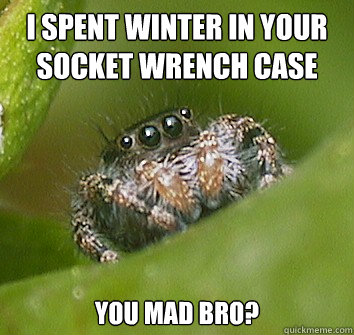 i spent winter in your socket wrench case you mad bro? - i spent winter in your socket wrench case you mad bro?  Misunderstood Spider