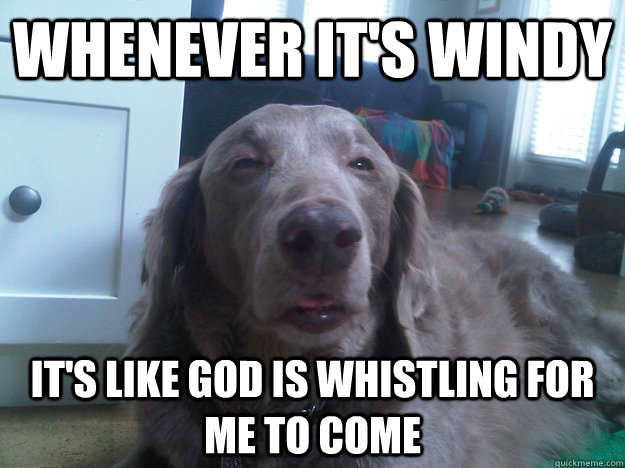 whenever it's windy it's like god is whistling for me to come  10 Dog