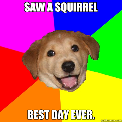 SAW A SQUIRREL BEST DAY EVER.  Advice Dog