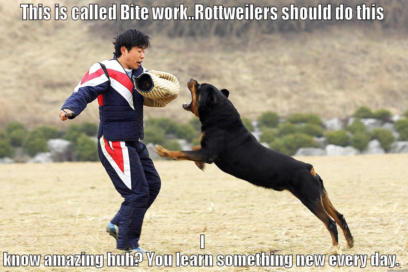 Rottweiler a working dog? Get outta here - THIS IS CALLED BITE WORK..ROTTWEILERS SHOULD DO THIS I KNOW AMAZING HUH? YOU LEARN SOMETHING NEW EVERY DAY.  Misc