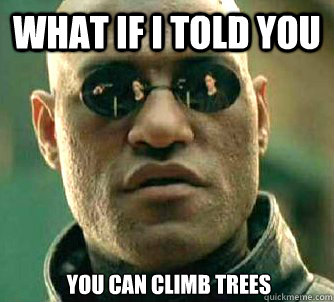 What if I told you You can climb trees  What if I told you