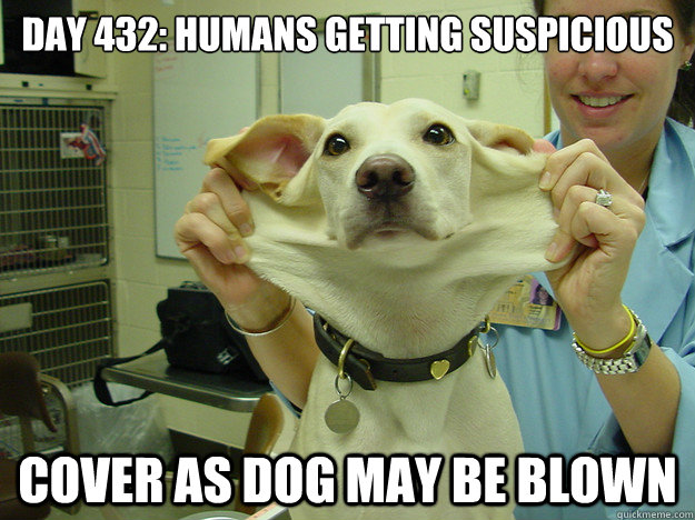 Day 432: Humans getting suspicious Cover as dog may be blown - Day 432: Humans getting suspicious Cover as dog may be blown  Misc