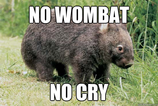 no wombat no cry  Like a Wombat