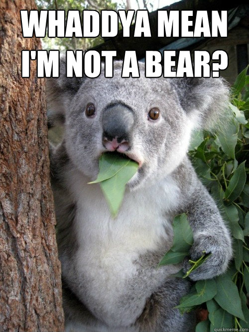 Whaddya mean I'm not a bear?  koala bear