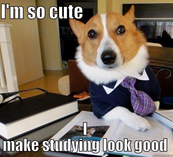 I'M SO CUTE                            I MAKE STUDYING LOOK GOOD Lawyer Dog