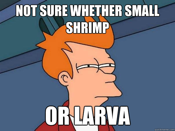 not sure whether small shrimp or larva - not sure whether small shrimp or larva  Futurama Fry