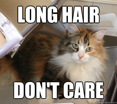 Long Hair Don't Care - Long Hair Don't Care  Cat Hair