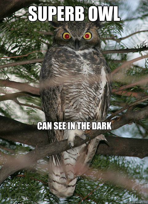 Superb Owl memes
