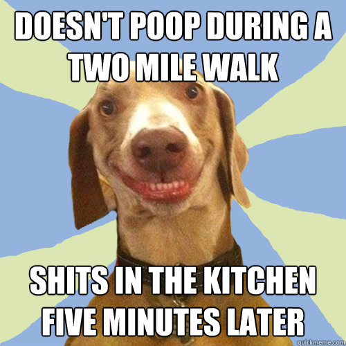 Doesn't poop during a two mile walk shits in the kitchen five minutes later  Disgusting Doggy