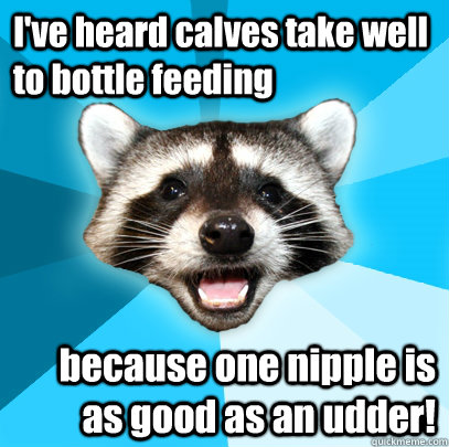 I've heard calves take well to bottle feeding  because one nipple is as good as an udder! - I've heard calves take well to bottle feeding  because one nipple is as good as an udder!  Lame Pun Coon