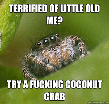 Terrified of little old me? Try a fucking coconut crab - Terrified of little old me? Try a fucking coconut crab  Misunderstood Spider
