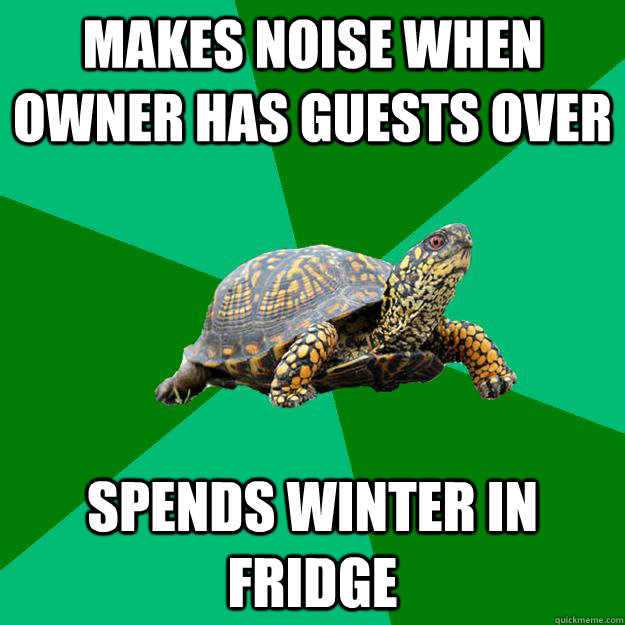 makes noise when owner has guests over Spends Winter in fridge - makes noise when owner has guests over Spends Winter in fridge  Torrenting Turtle