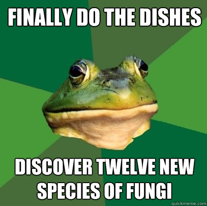 finally do the dishes discover twelve new species of fungi  Foul Bachelor Frog