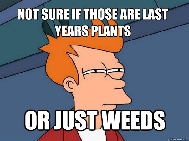 not sure if those are last years plants or just weeds  Futurama Fry