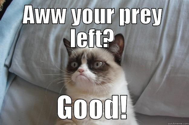 AWW YOUR PREY LEFT? GOOD! Grumpy Cat