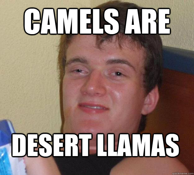 Camels are desert Llamas    10 Guy