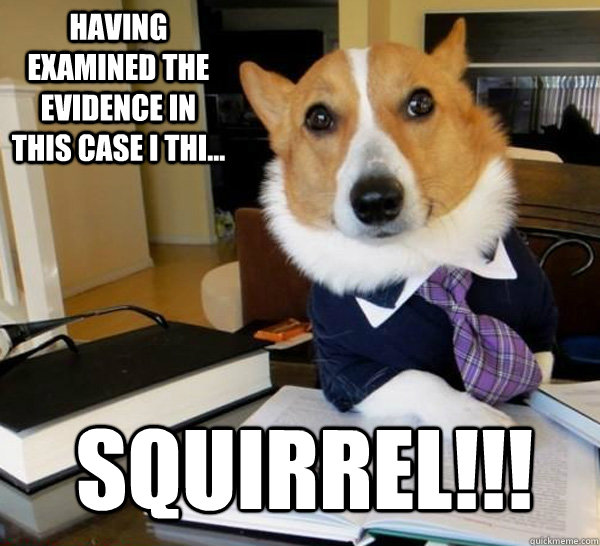 Having examined the evidence in this case I thi... squirrel!!! - Having examined the evidence in this case I thi... squirrel!!!  Lawyer Dog