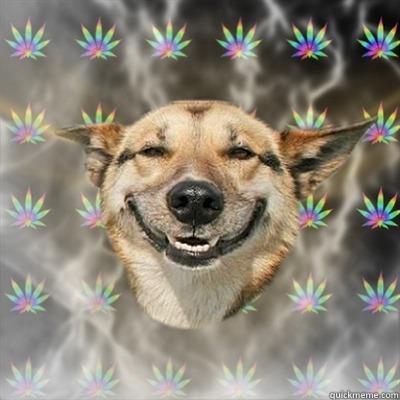   Stoner Dog