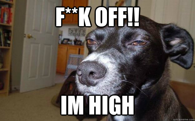 f**k off!! im high  Skeptical Mutt