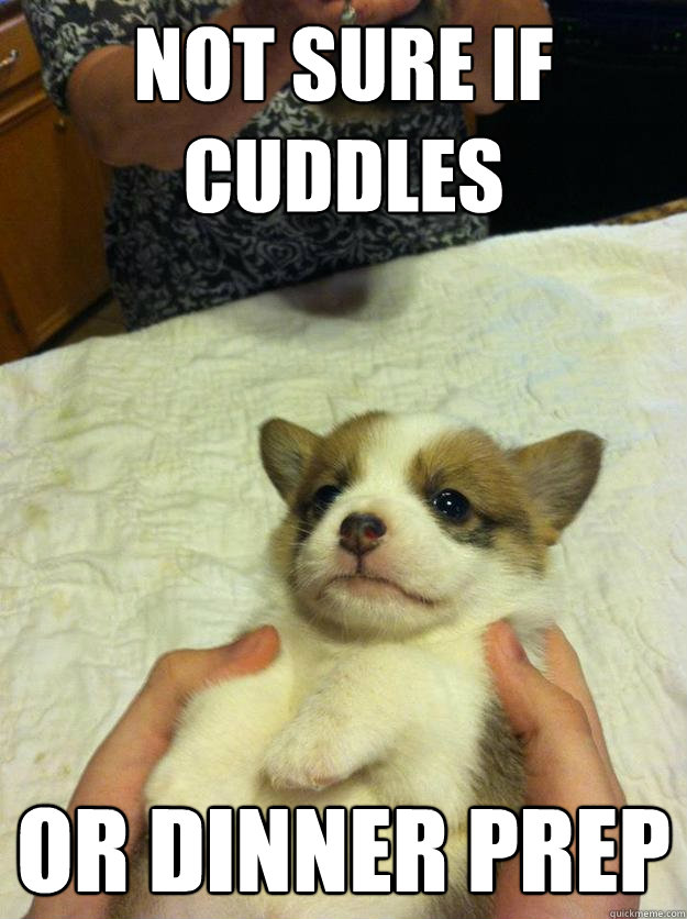 not sure if cuddles or dinner prep  Unsure Corgi Pup
