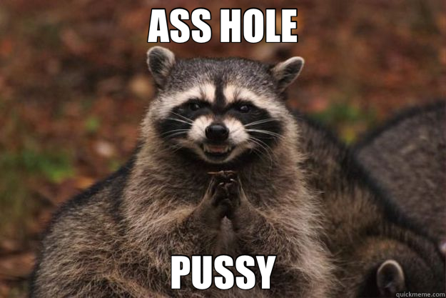 ASS HOLE PUSSY  Evil Plotting Raccoon