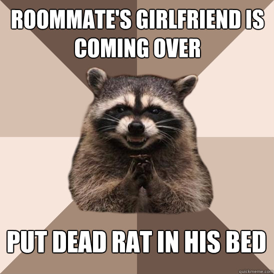 roommate's girlfriend is coming over put dead rat in his bed - roommate's girlfriend is coming over put dead rat in his bed  Evil Plotting Raccoon