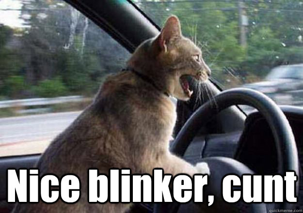  Nice blinker, cunt  cat driving