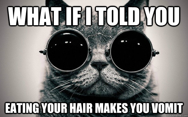 What if i told you eating your hair makes you vomit - What if i told you eating your hair makes you vomit  Morpheus Cat Facts