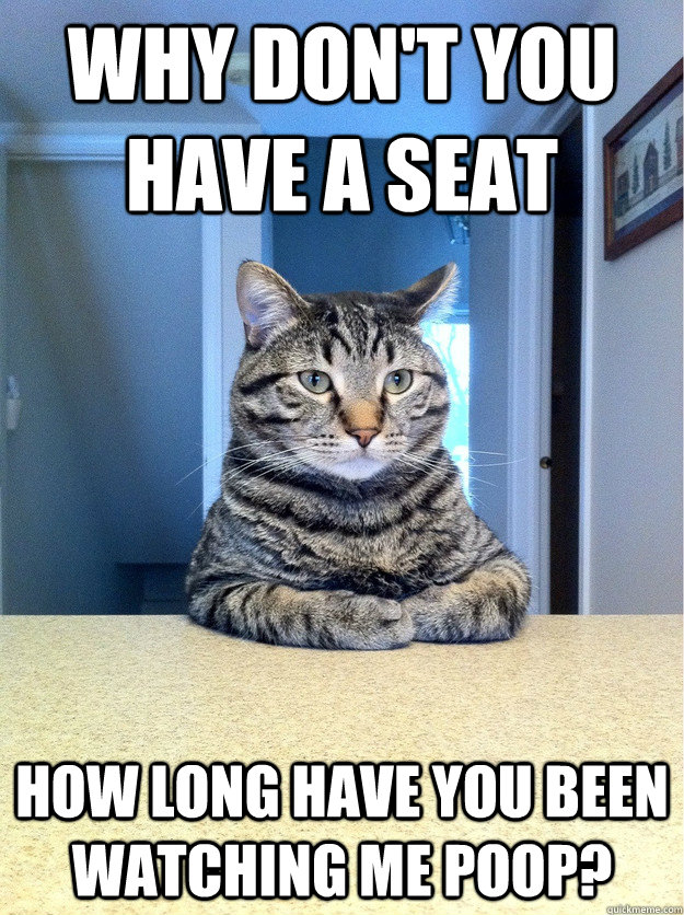 Why don't you have a seat how long have you been watching me poop?  Chris Hansen Cat