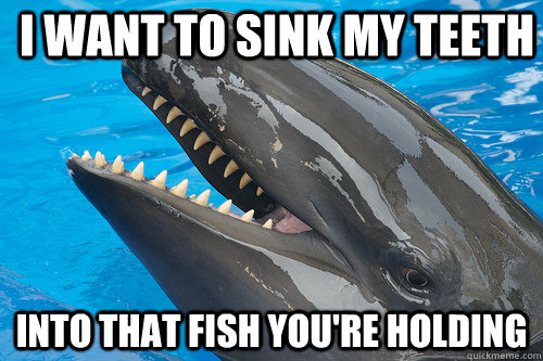 I want to sink my teeth into that fish you're holding  Misunderstood Killer Whale