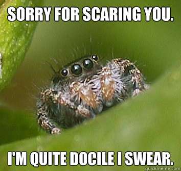 Sorry for scaring you. I'm quite docile I swear. - Sorry for scaring you. I'm quite docile I swear.  Misunderstood Spider