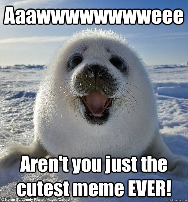 Aaawwwwwwwweee Aren't you just the cutest meme EVER! - Aaawwwwwwwweee Aren't you just the cutest meme EVER!  Easily Pleased Seal