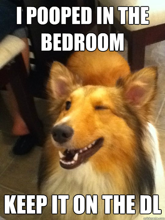 I pooped in the bedroom Keep it on the DL - I pooped in the bedroom Keep it on the DL  Covert Collie