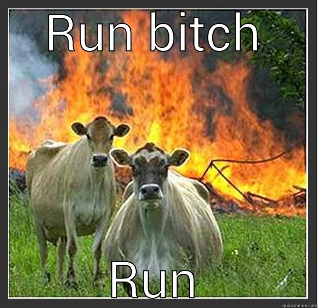 RUN BITCH RUN Evil cows