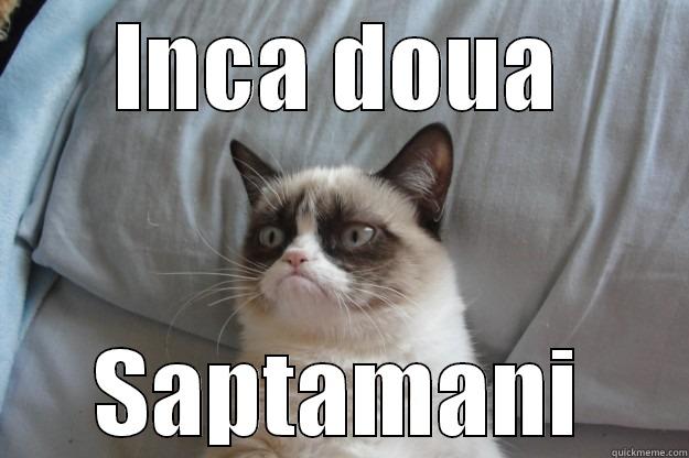 djkadadaldm pula  - INCA DOUA SAPTAMANI Grumpy Cat